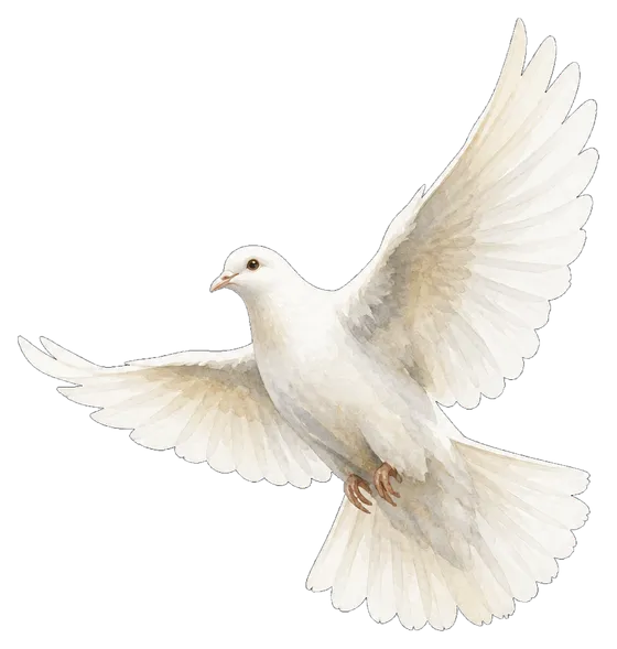 A white dove in flight
